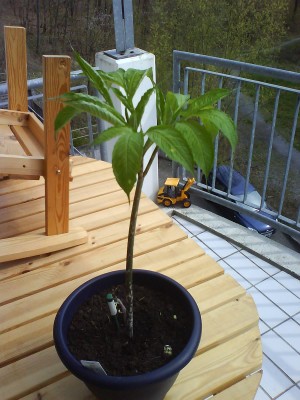 Bild 214.jpg