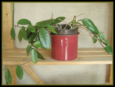 17.04.08 gerettete Hoya - Scharnhausen.JPG