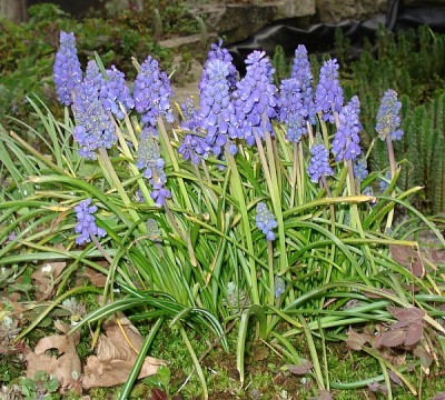 Traubenhyazinthe_26.04.2006.jpg