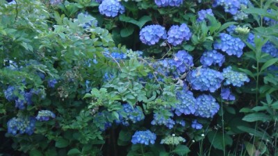 11.06.2007 Hortensie.jpg
