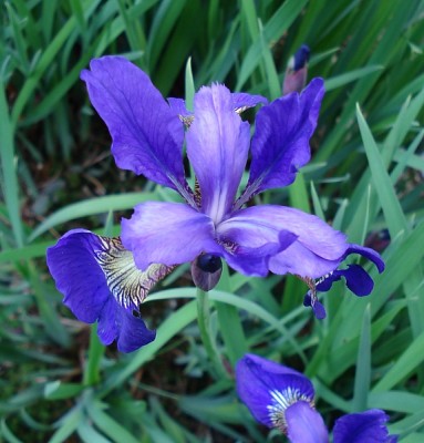 Sumpfiris_dunkelblau_29.05.2006_002_2.jpg