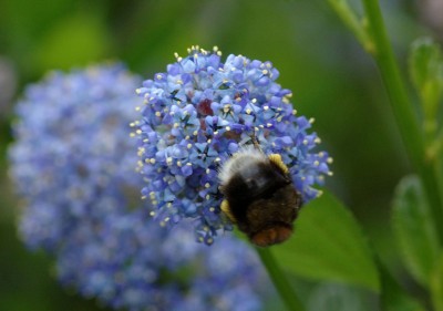 fleißige Hummel.jpg