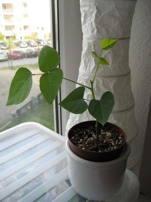 Korallenstrauch 19.4.JPG