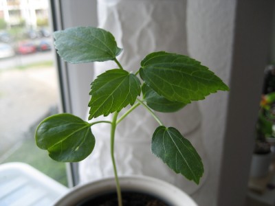 abelmoschus 19.4.JPG