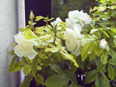 Rose 2.JPG