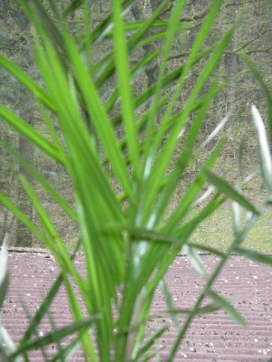 IMGP3122.JPG