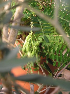 Clianthus Blüten 0408.jpg