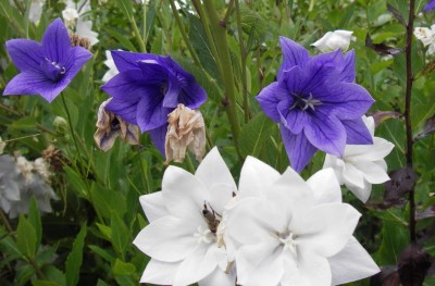 19.7.2007 platycodon.jpg