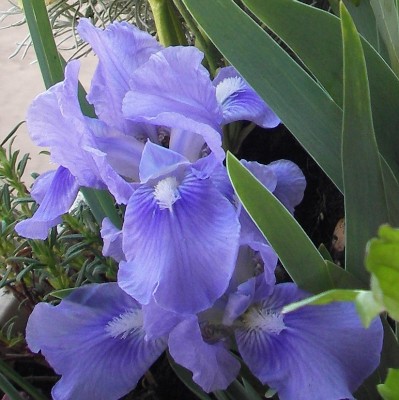 20.04.2007 iris.jpg
