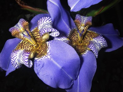 07.08.2007 neomarica caerulea iridaceae.jpg