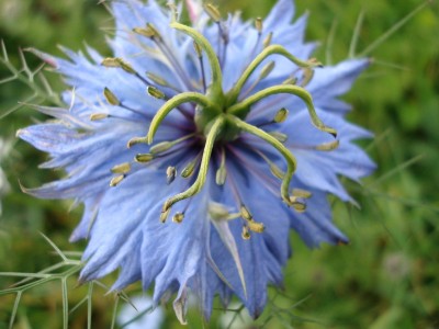 02.11.2007 nigella.jpg