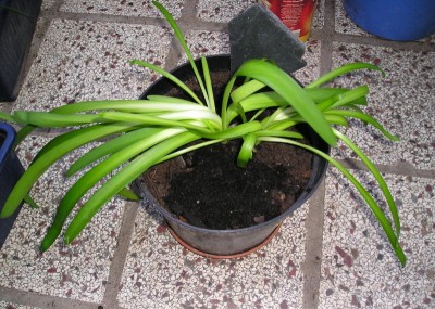 P1010012_01.jpg