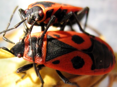 Feuerwanzen - Pyrrhocoris apterus.JPG