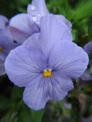 blau2.jpeg