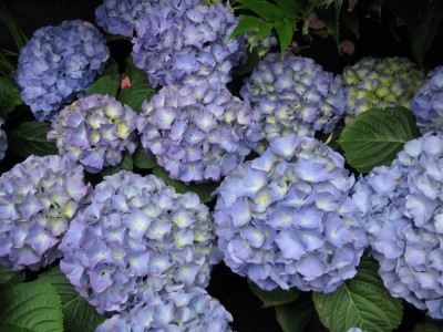 blau1.jpeg