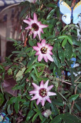 V.Atropurpurea.jpg
