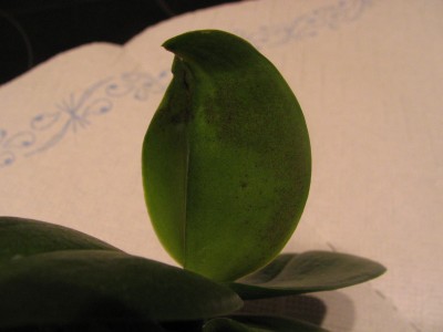IMG_6490.JPG