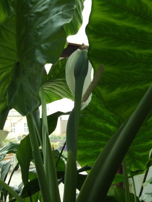 DSCF2301.JPG