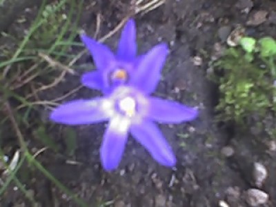 17-04-08_blaue Sternchen.jpg