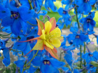aquilegia1.jpg