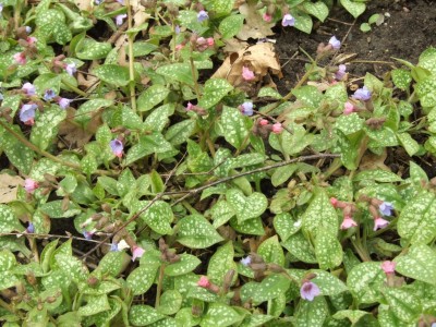 DSCF2251.JPG