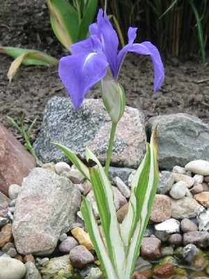iris_laevigata_variegata.jpg