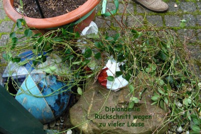 Dipladenia - abgeschnitten w.jpg