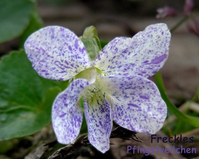 1. Freckles-Veilchen w.jpg