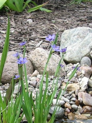 sisyrinchium_littor.jpg