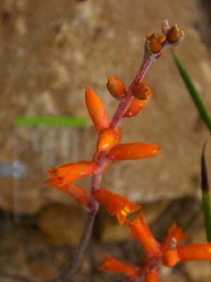Wilhelma 009.jpg
