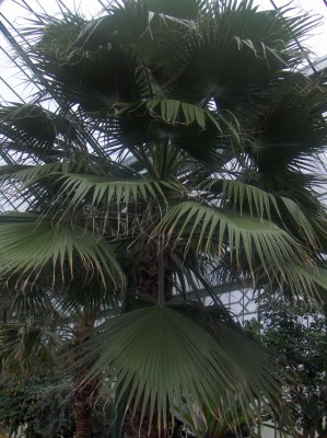 Wilhelma 020.jpg