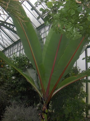 Wilhelma 026.jpg