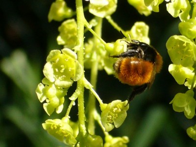 johannisbeere 005.jpg