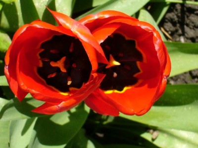 johannisbeere 001.jpg