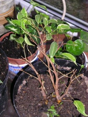 ficus.JPG