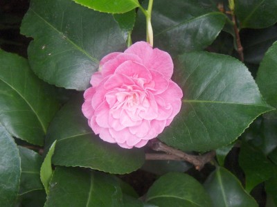 Wilhelma 058.jpg