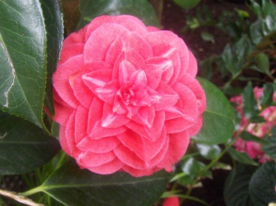 Wilhelma 057.jpg