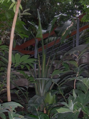 Wilhelma 076.jpg