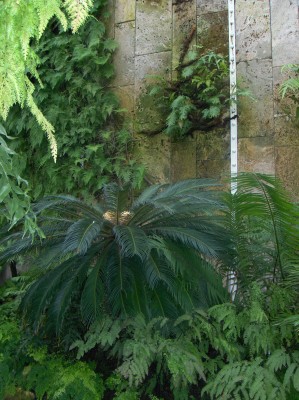 Wilhelma 071.jpg