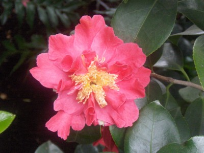 Wilhelma 062.jpg