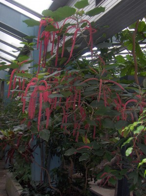Wilhelma 082.jpg