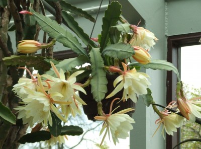 DSCF2290.JPG