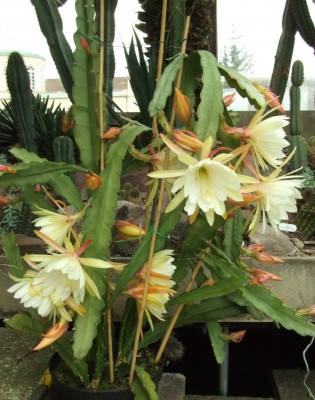 DSCF2281.JPG