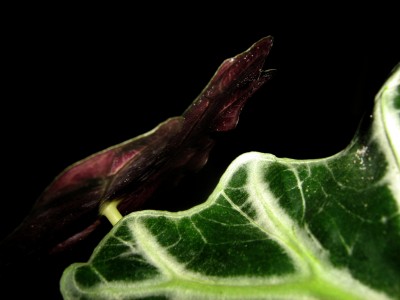 alocasia sanderiana1.jpg