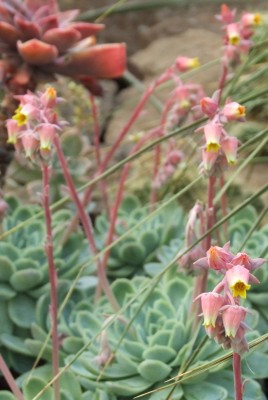 DSCF2338.JPG