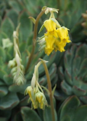 DSCF2333.JPG