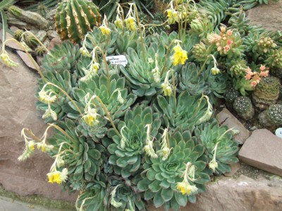 DSCF2336.JPG