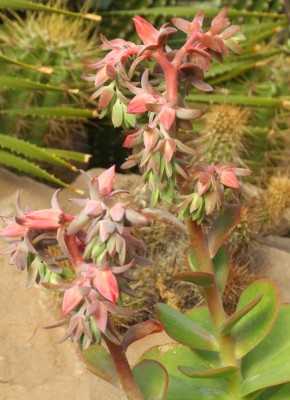 DSCF2331.JPG