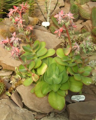DSCF2330.JPG