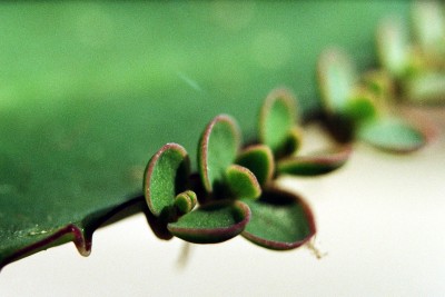imm021_27A.jpg